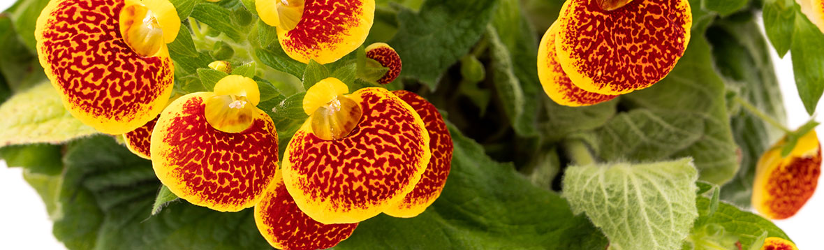 カルセオラリアの育て方