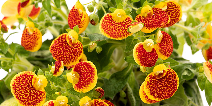 カカルセオラリアの育て方