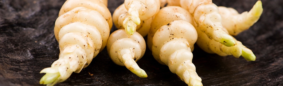 チョロギの育て方