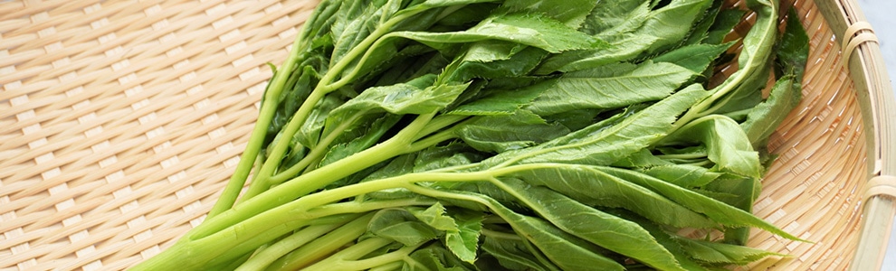 アシタバの育て方