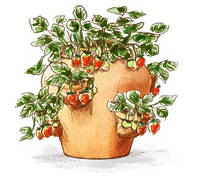 ストロベリーポットに植える