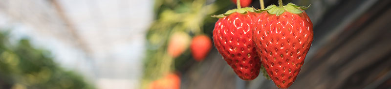 イチゴの作り方