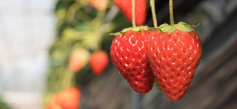 イチゴの作り方