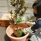 月桂樹とハーブの植える手順_03