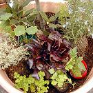 月桂樹とハーブの植える手順_04