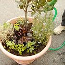 月桂樹とハーブの植える手順_06