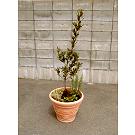 月桂樹とハーブの植える手順_07