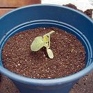 月桂樹とハーブの植える手順_08