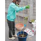 月桂樹とハーブの植える手順_09