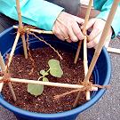 月桂樹とハーブの植える手順_10