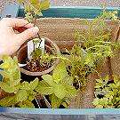 月桂樹とハーブの植える手順_14