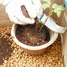 月桂樹とハーブの植える手順_15