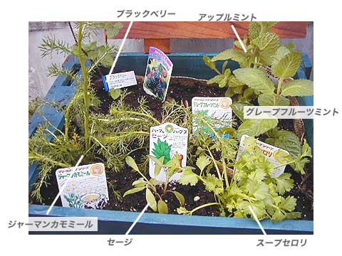 月桂樹とハーブの植える手順_16