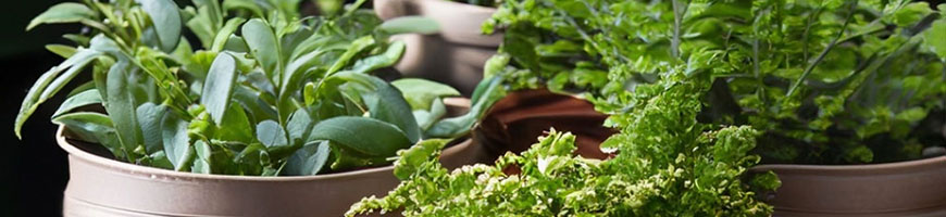 ハーブと野菜を植える