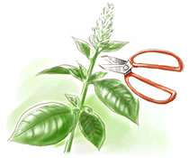 培土に水をなじませる