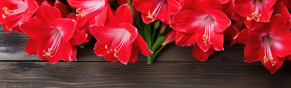 アマリリスの育て方