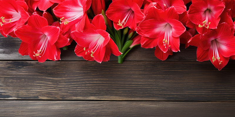 アマリリスの育て方