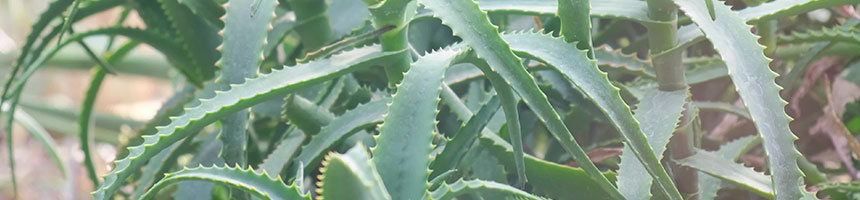 アロエの育て方