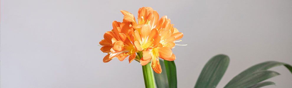 クンシラン（君子蘭）の育て方