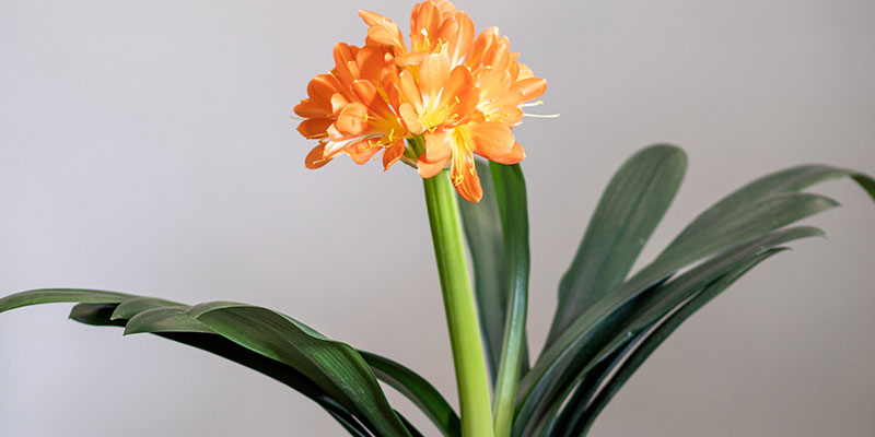 クンシラン（君子蘭）の育て方