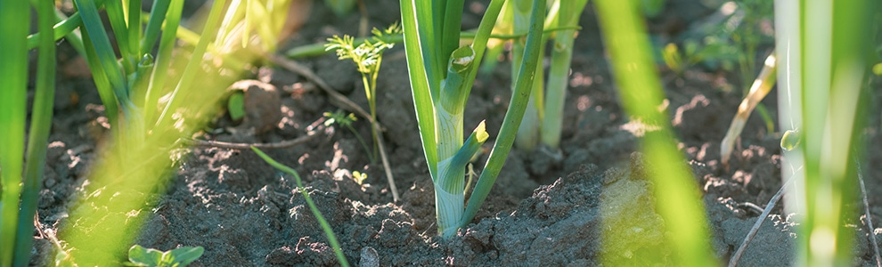 ワケギの育て方
