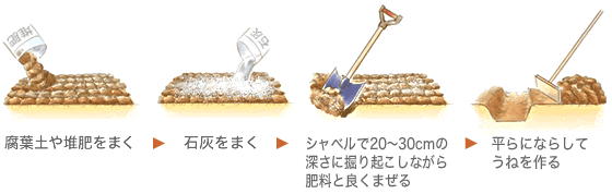 腐葉土や堆肥をまく → 石灰をまく → シャベルで20～30cmの深さに掘り起こしながら肥料と良くまぜる → 平らにならしてうねを作る