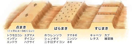 種のまき方