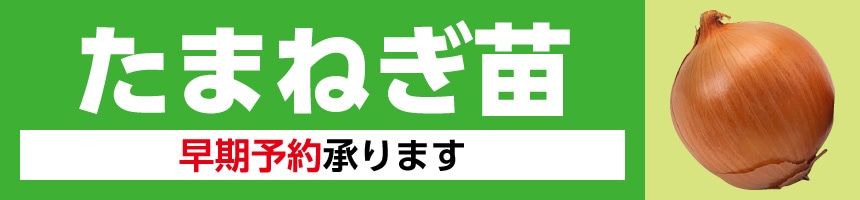 玉ねぎ苗予約特集