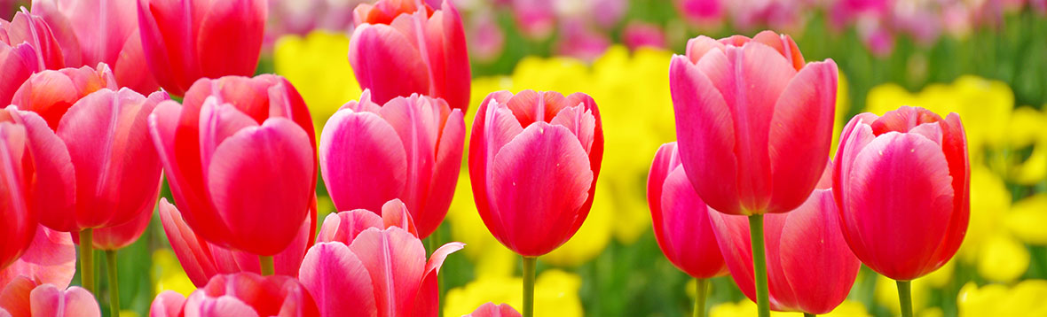 チューリップの育て方