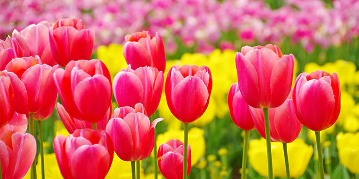 チューリップの育て方