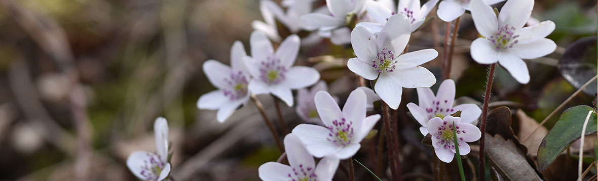雪割草の育て方