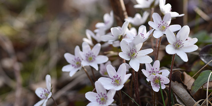雪割草の育て方