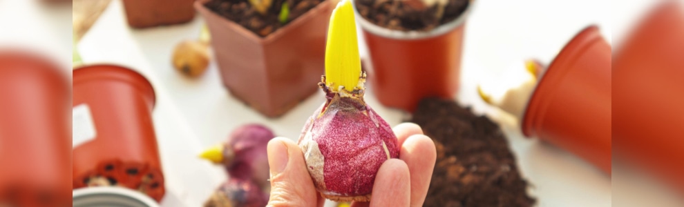 球根の基礎知識