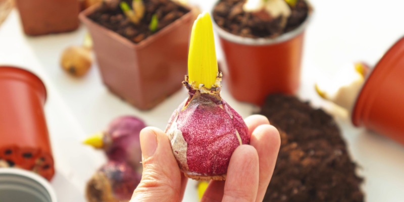 球根の基礎知識