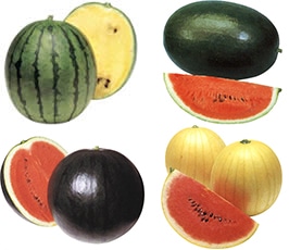 スイカの種類
