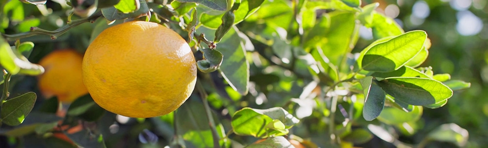 ミカンの育て方