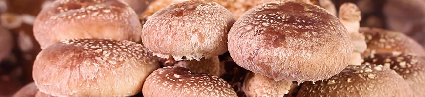 しいたけの作り方