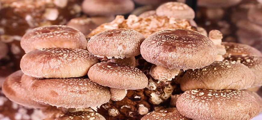 しいたけの作り方