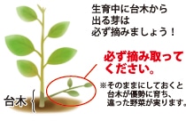 接木苗生育のワンポイントアドバイス