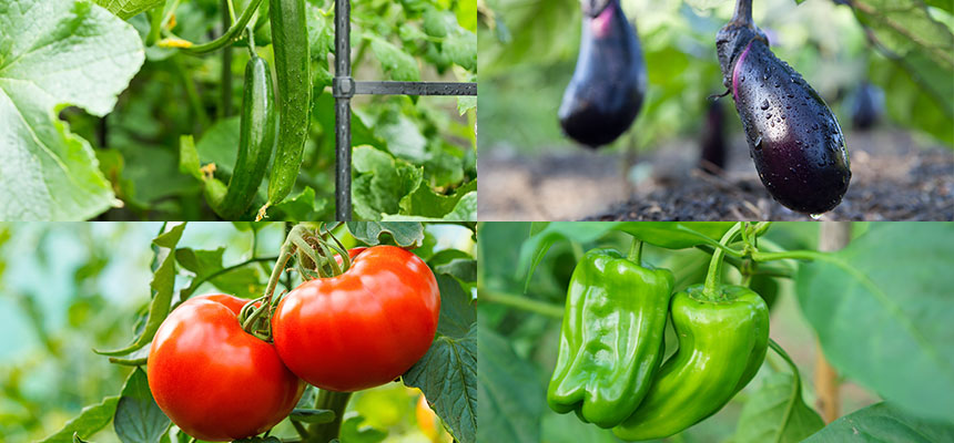 野菜作りの基礎知識