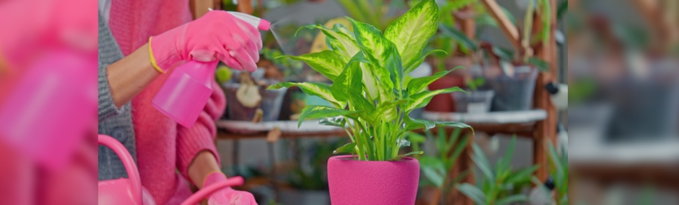 観葉植物の管理方法