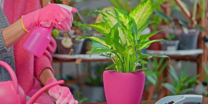 観葉植物の管理方法