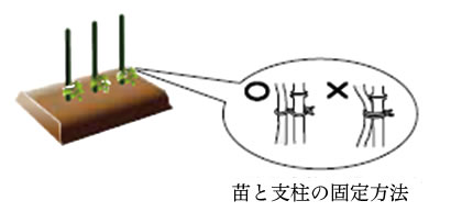 定植時に使用する支柱