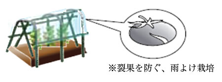 梅雨～収穫時に使用する支柱