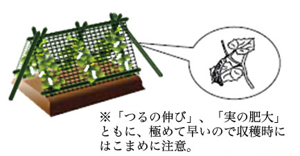 梅雨～収穫時に使用する支柱