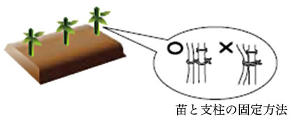 定植時に使用する支柱