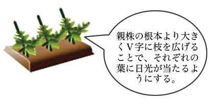 梅雨～収穫時に使用する支柱