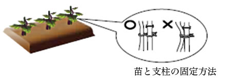 定植時に使用する支柱
