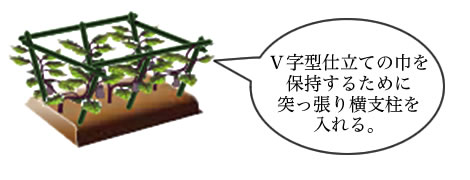 梅雨～収穫時に使用する支柱