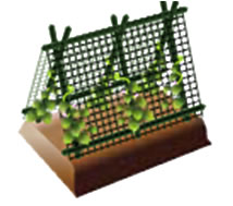 着果時に使用する支柱